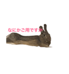 Japanese cute rabbit AZUKI（個別スタンプ：1）