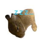 Japanese cute rabbit AZUKI（個別スタンプ：2）