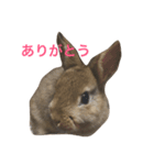 Japanese cute rabbit AZUKI（個別スタンプ：3）