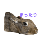 Japanese cute rabbit AZUKI（個別スタンプ：4）