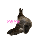 Japanese cute rabbit AZUKI（個別スタンプ：7）