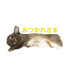 Japanese cute rabbit AZUKI（個別スタンプ：8）