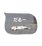 にゃんこ*にゃんこ（個別スタンプ：2）