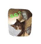 にゃんこ*にゃんこ（個別スタンプ：6）