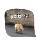 にゃんこ*にゃんこ（個別スタンプ：7）