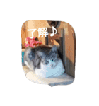 にゃんこ*にゃんこ（個別スタンプ：9）