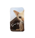 にゃんこ*にゃんこ（個別スタンプ：11）
