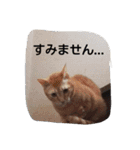 にゃんこ*にゃんこ（個別スタンプ：13）
