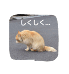 にゃんこ*にゃんこ（個別スタンプ：14）