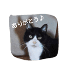 にゃんこ*にゃんこ（個別スタンプ：15）