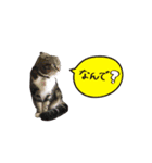 デフォルト吹き出し、たまに猫。（個別スタンプ：12）
