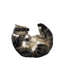 デフォルト吹き出し、たまに猫。（個別スタンプ：14）