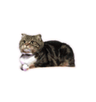 デフォルト吹き出し、たまに猫。（個別スタンプ：21）