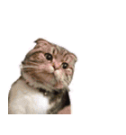 デフォルト吹き出し、たまに猫。（個別スタンプ：22）