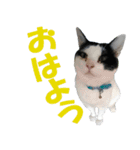 牛柄猫スタンプ03（個別スタンプ：1）