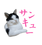 牛柄猫スタンプ03（個別スタンプ：3）
