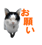 牛柄猫スタンプ03（個別スタンプ：4）