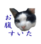 牛柄猫スタンプ03（個別スタンプ：5）