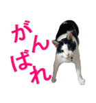 牛柄猫スタンプ03（個別スタンプ：6）