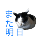 牛柄猫スタンプ03（個別スタンプ：10）