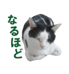 牛柄猫スタンプ03（個別スタンプ：11）