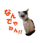 牛柄猫スタンプ03（個別スタンプ：13）