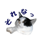 牛柄猫スタンプ03（個別スタンプ：14）