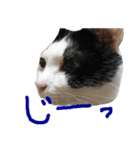 牛柄猫スタンプ03（個別スタンプ：16）