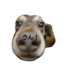 ミニチュアダックスフンド マロ（個別スタンプ：11）