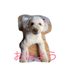 ハッピー ララ（個別スタンプ：1）