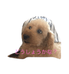 ハッピー ララ（個別スタンプ：5）