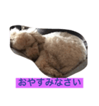 ハッピー ララ（個別スタンプ：7）