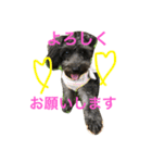 すずです。よろしくお願いします（個別スタンプ：31）