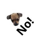 The Lovely Puppies（個別スタンプ：5）