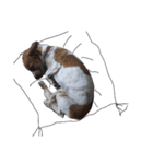The Lovely Puppies（個別スタンプ：8）