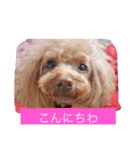 チームワンズ（個別スタンプ：2）