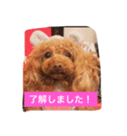 チームワンズ（個別スタンプ：3）