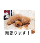 チームワンズ（個別スタンプ：4）
