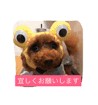 チームワンズ（個別スタンプ：5）