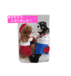 チームワンズ（個別スタンプ：6）
