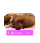 チームワンズ（個別スタンプ：7）