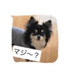 チームワンズ（個別スタンプ：9）