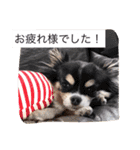 チームワンズ（個別スタンプ：10）