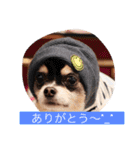チームワンズ（個別スタンプ：11）