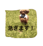 チームワンズ（個別スタンプ：12）