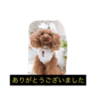 チームワンズ（個別スタンプ：13）