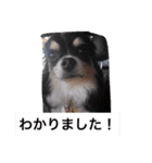 チームワンズ（個別スタンプ：16）