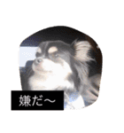 チームワンズ（個別スタンプ：17）