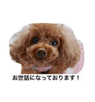 チームワンズ（個別スタンプ：20）