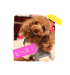 チームワンズ（個別スタンプ：21）